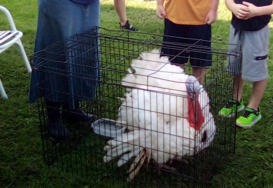 large white tom turkey